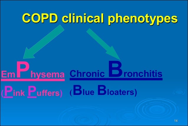 Blue Bloaters vs Pink Puffers Flashcards Cram.com