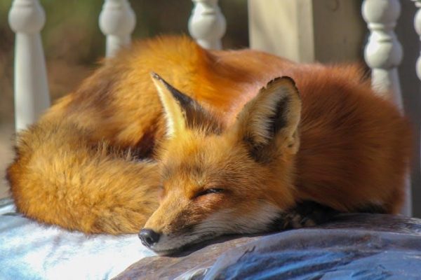 sleep and rest risk assessment example pdf