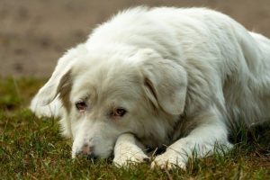 natures menu feeding guide puppy