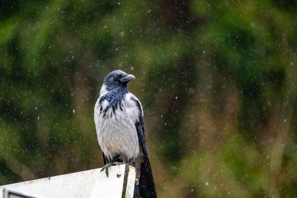 rain bird e-9c manual