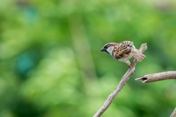collins bird guide 3rd edition