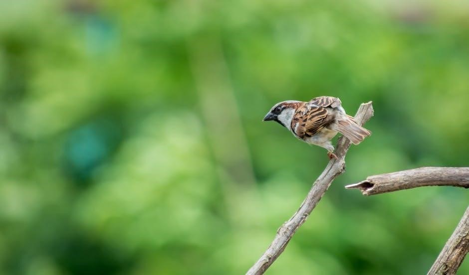 collins bird guide 3rd edition
