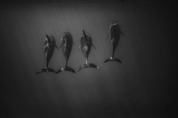 dolphin nautilus cc plus manual