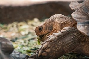 luna graced by kristiferann pdf free download