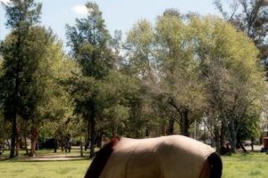 horse blanket sizing guide
