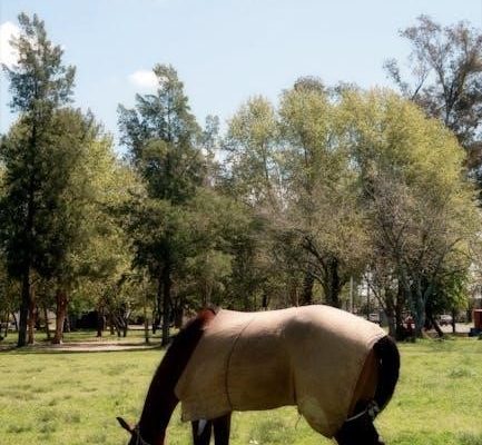 horse blanket sizing guide